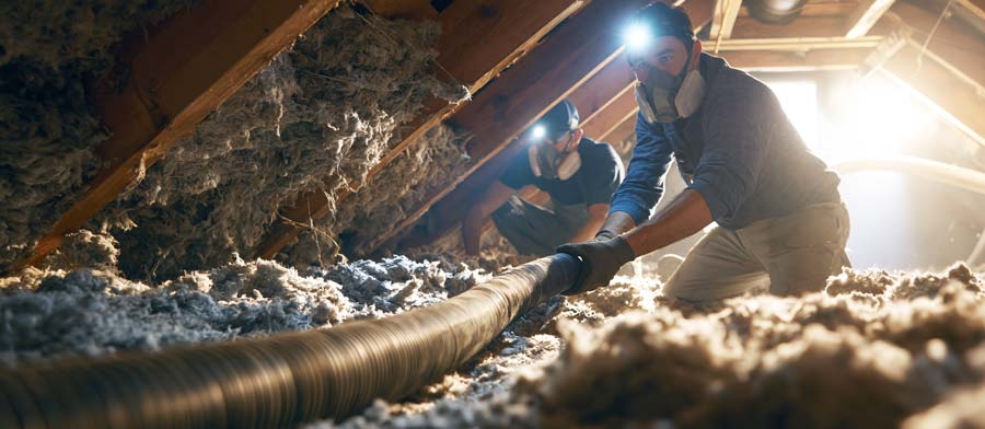 two insulation removal technicians working as a team in an attic